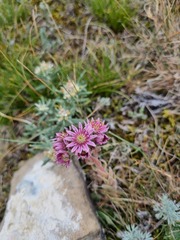 Sempervivum caucasicum