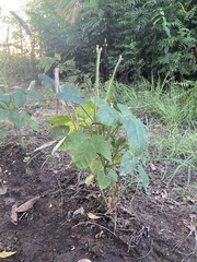 Amaranthus viridis