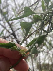 Araujia brachystephana