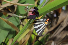 Panthiades bathildis