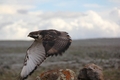 Buteo augur
