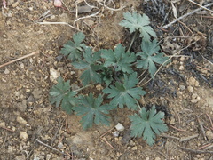 Geranium sibiricum