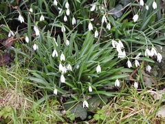Galanthus plicatus