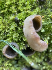 Pezizaceae