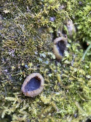Pezizaceae