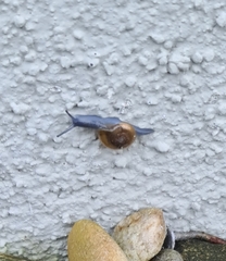 Oxychilus draparnaudi