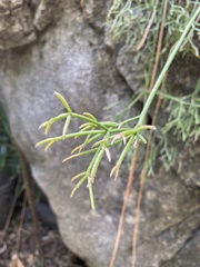 Rhipsalis