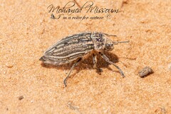 Julodis onopordi
