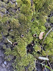 Pezizaceae