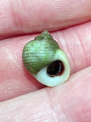 Littorina saxatilis