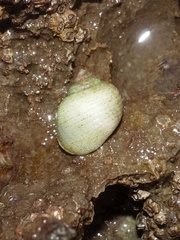 Littorina saxatilis