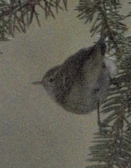 Phylloscopus humei