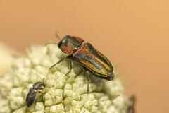 Bilyaxia obscurata