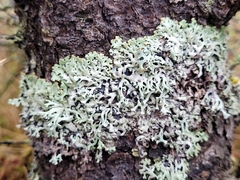 Hypogymnia incurvoides