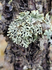 Hypogymnia incurvoides