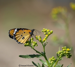 Danaus chrysippus
