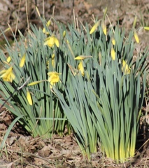Narcissus