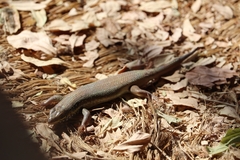 Trachylepis quinquetaeniata