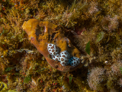 Peltodoris atromaculata