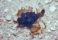 Eurypegasus draconis