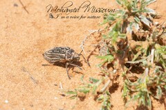 Julodis onopordi