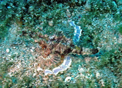 Eurypegasus draconis