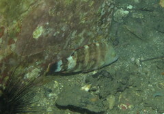 Cheilinus trilobatus