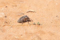 Julodis onopordi