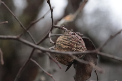 Monilinia fructigena