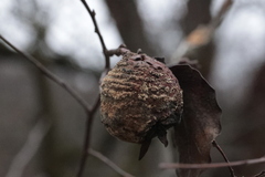 Monilinia fructigena