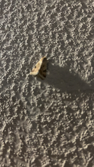 Heliothis peltigera