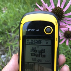 Echinacea tennesseensis