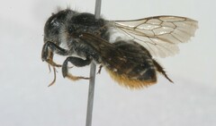 Megachile relativa