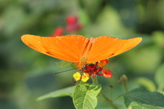 Dryas iulia moderata