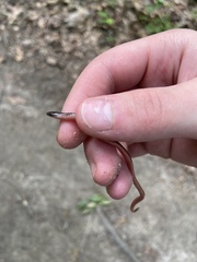 Carphophis amoenus amoenus