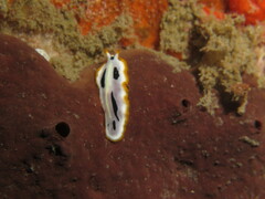 Pseudoceros scriptus
