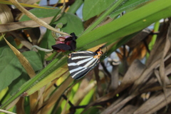 Panthiades bathildis