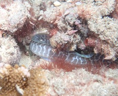 Gymnothorax undulatus