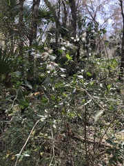 Baccharis halimifolia