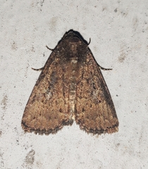 Condica illecta