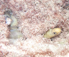 Gymnothorax albimarginatus