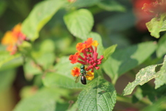 Calloceratina