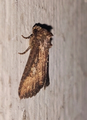 Condica illecta