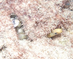 Gymnothorax albimarginatus