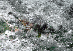 Eurypegasus draconis