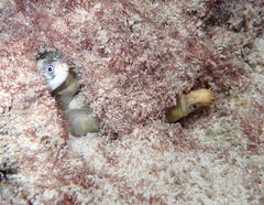 Gymnothorax albimarginatus