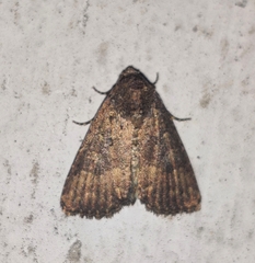 Condica illecta
