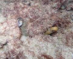 Gymnothorax albimarginatus