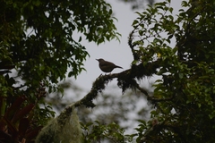 Turdus plebejus