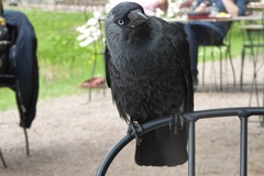 Corvus monedula